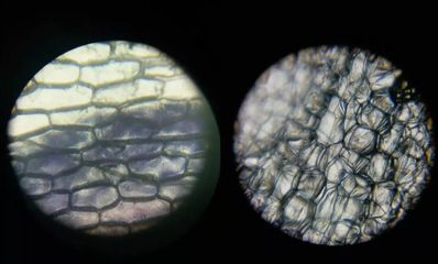 显微镜 为孩子开启微观世界的探索之旅