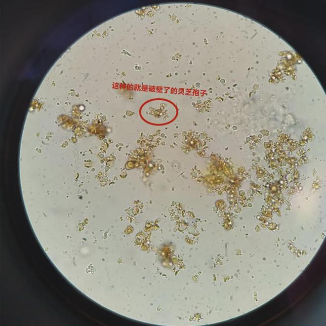 显微镜下的灵芝孢子粉 微观世界的神秘瑰宝