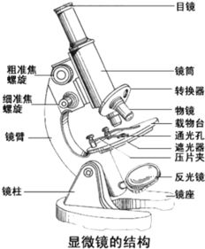 显微镜结构与观察物象放大倍数的关联分析